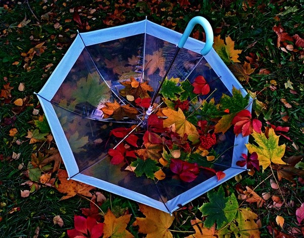 şemsiye sonbahar